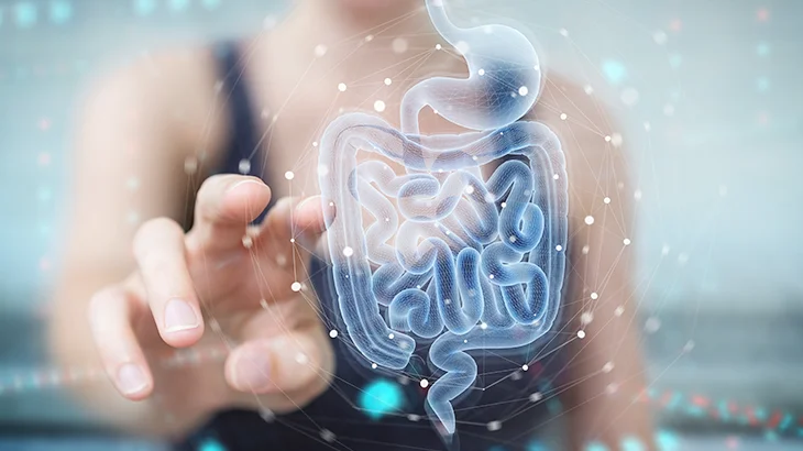 Imagem do intestino e do estômago